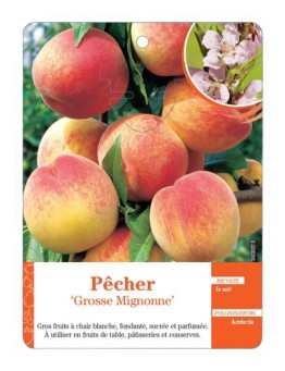 PÊCHER ‘GROSSE MIGNONNE’