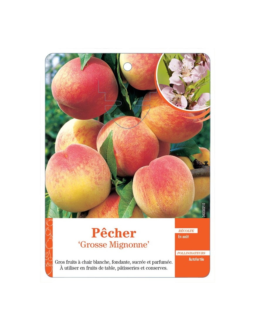 PÊCHER ‘GROSSE MIGNONNE’