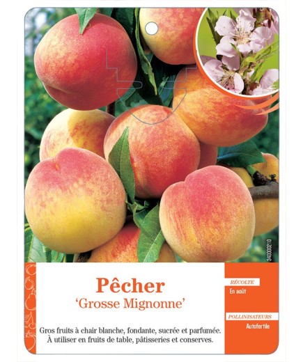 PÊCHER ‘GROSSE MIGNONNE’