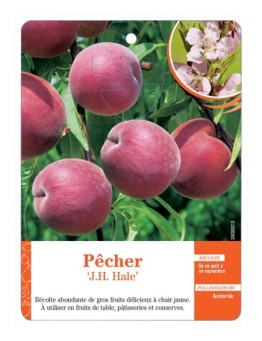 PÊCHER ‘J.H. HALE’ *