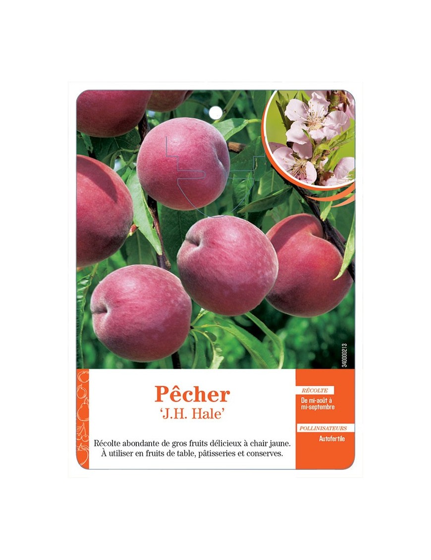 PÊCHER ‘J.H. HALE’ *