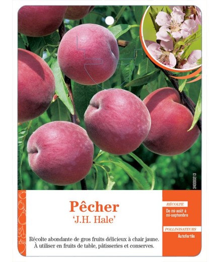 PÊCHER ‘J.H. HALE’ *