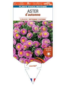 ASTER D'AUTOMNE (nain dumosus rose vif)