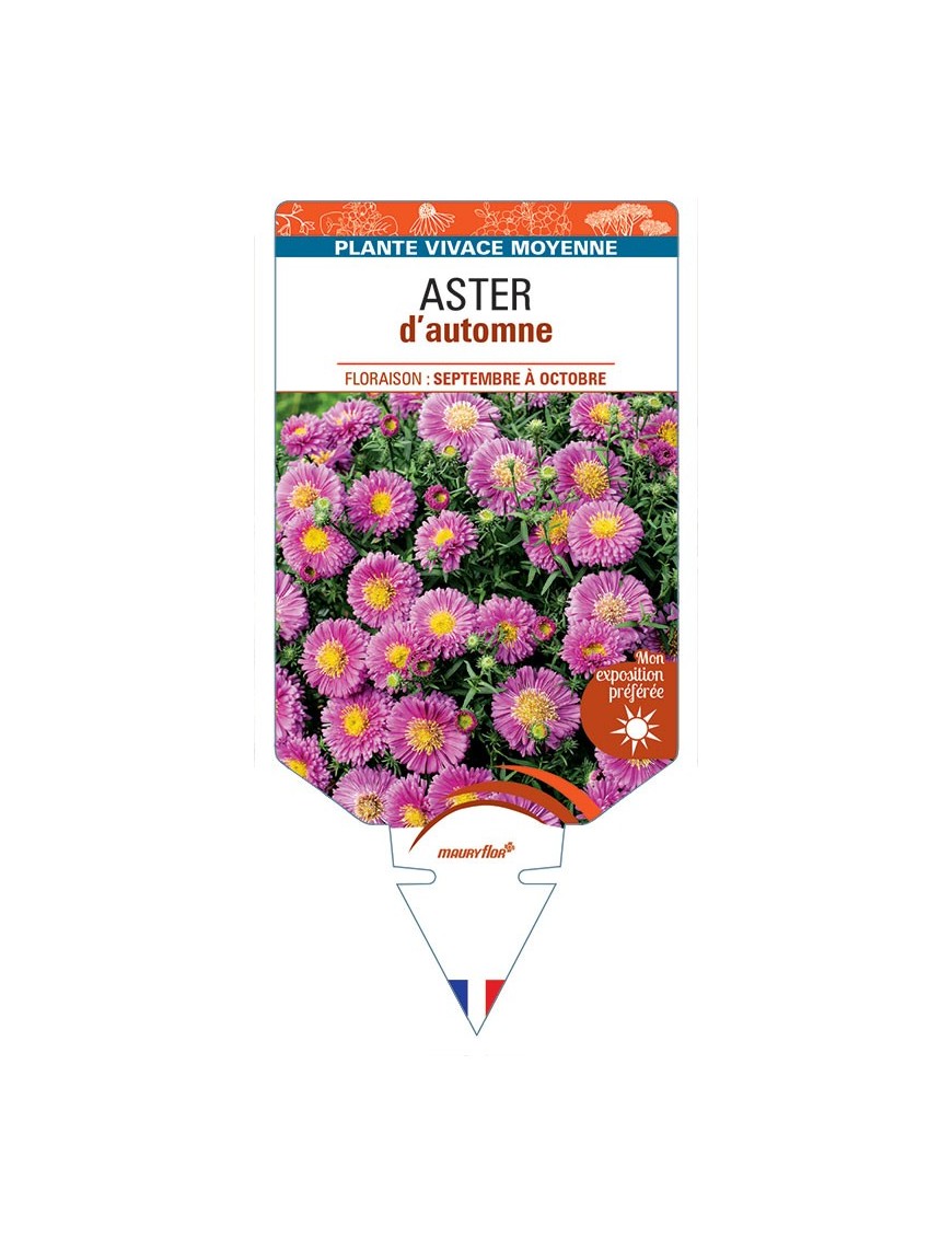 ASTER D'AUTOMNE (nain dumosus rose vif)