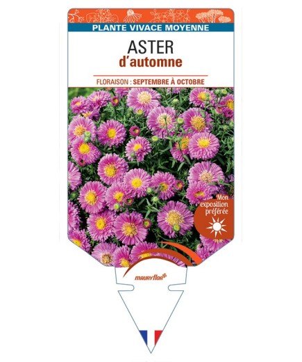 ASTER D'AUTOMNE (nain dumosus rose vif)