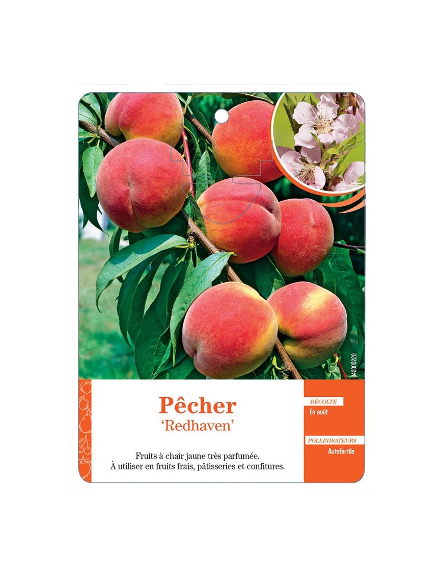 PÊCHER ‘REDHAVEN’