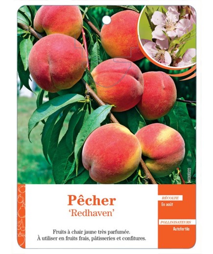 PÊCHER ‘REDHAVEN’
