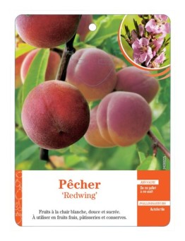 PÊCHER ‘REDWING’ *
