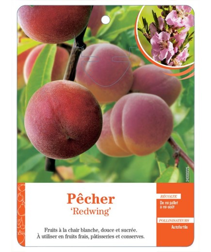 PÊCHER ‘REDWING’ *