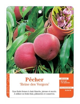 PÊCHER ‘REINE DES VERGERS’
