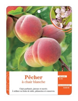 PÊCHER À CHAIR BLANCHE