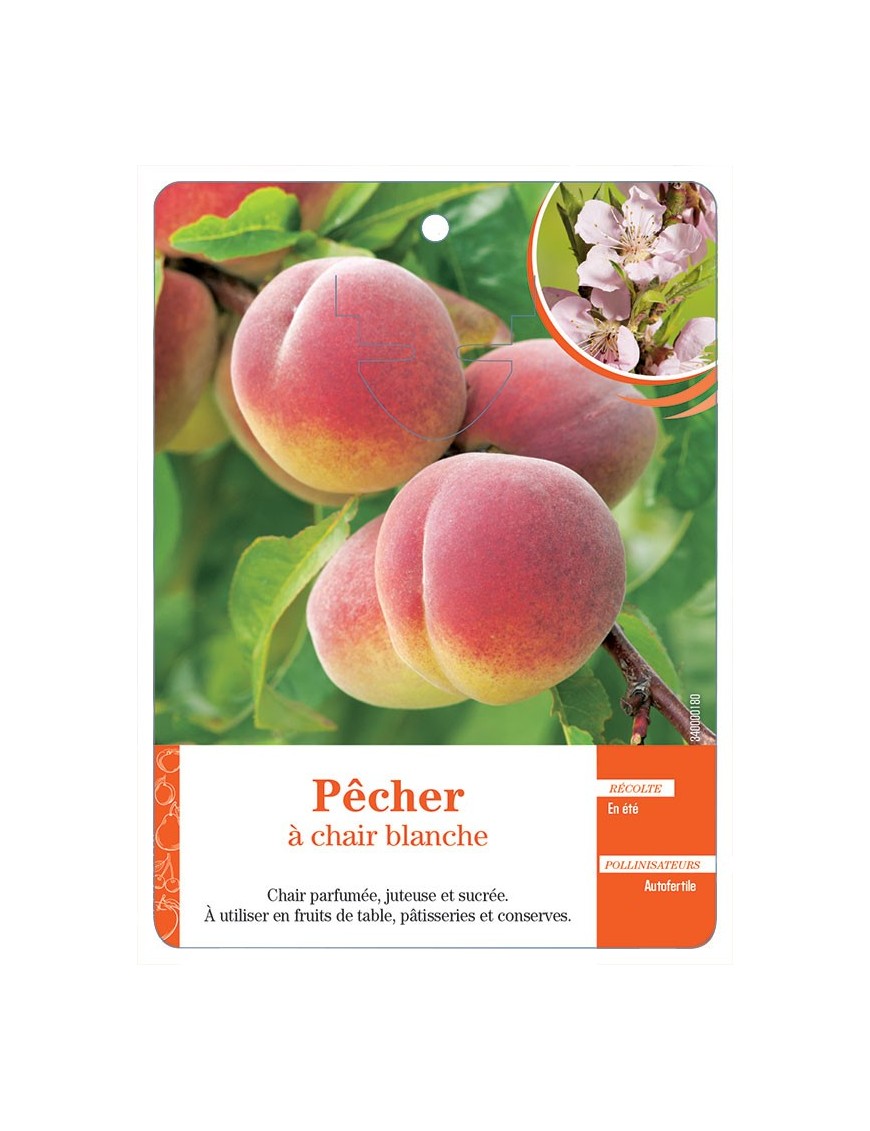 PÊCHER À CHAIR BLANCHE