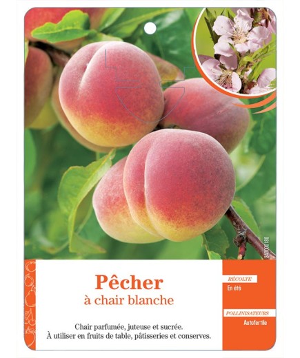 PÊCHER À CHAIR BLANCHE