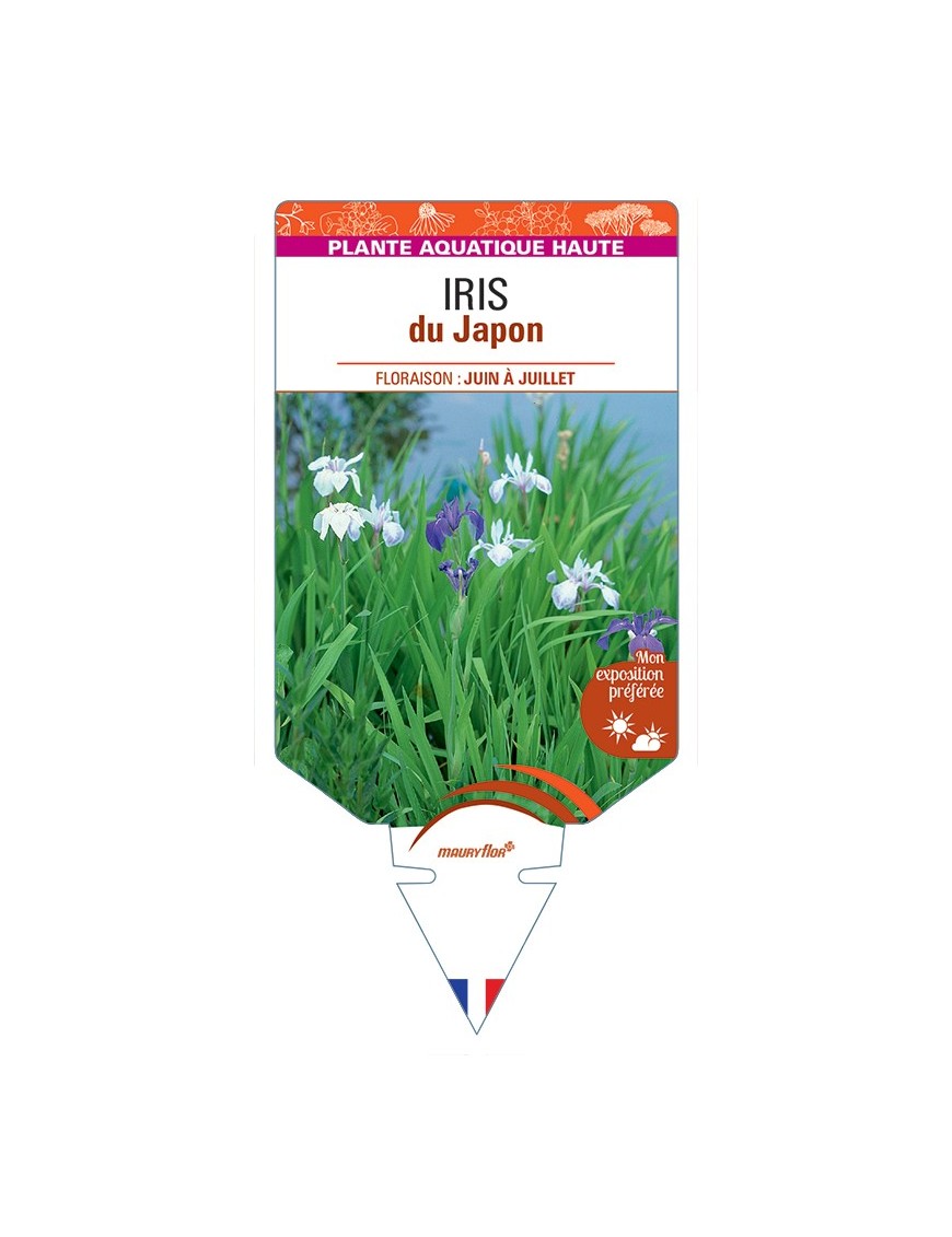 IRIS (ensata) du Japon