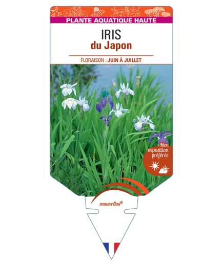 IRIS (ensata) du Japon