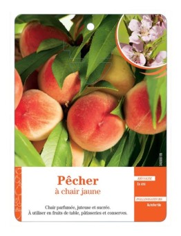 PÊCHER À CHAIR JAUNE