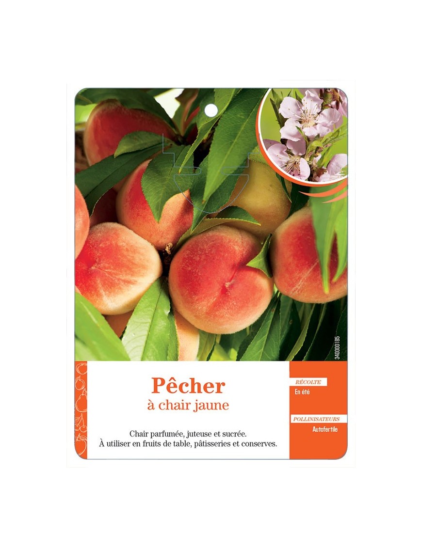 PÊCHER À CHAIR JAUNE