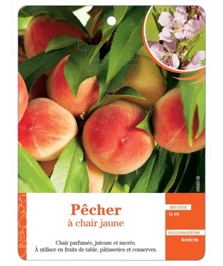 PÊCHER À CHAIR JAUNE