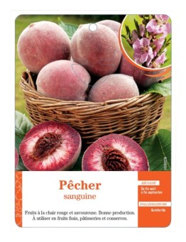 PÊCHER SANGUINE