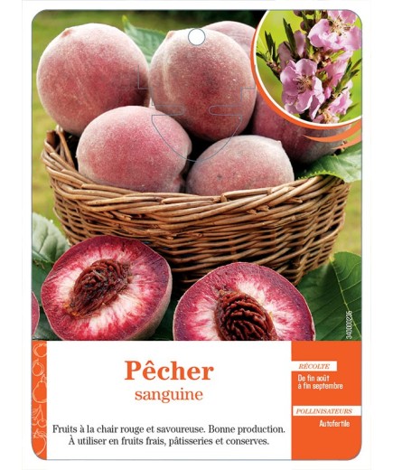 PÊCHER SANGUINE