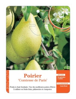 POIRIER ‘COMTESSE DE PARIS’