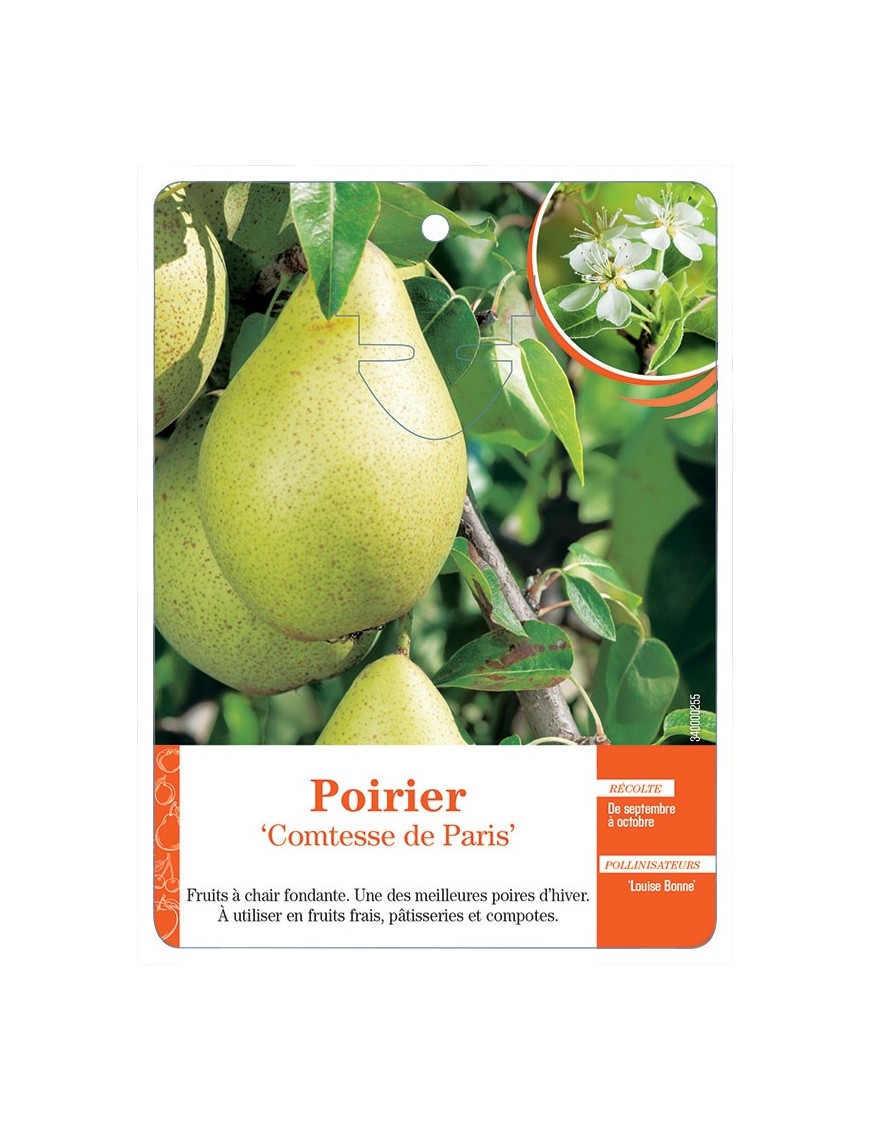 POIRIER ‘COMTESSE DE PARIS’