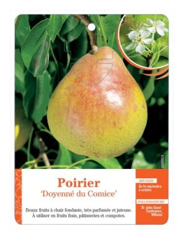 POIRIER ‘DOYENNÉ DU COMICE’