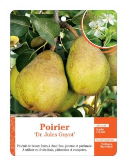 POIRIER ‘DR. JULES GUYOT’