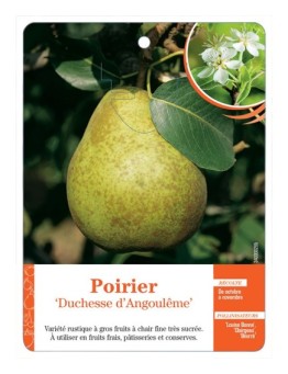 POIRIER ‘DUCHESSE D’ANGOULÊME’ *