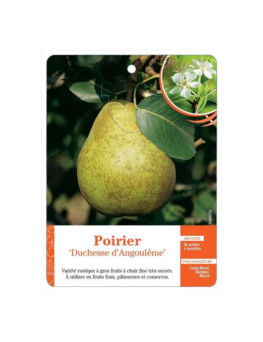 POIRIER ‘DUCHESSE D’ANGOULÊME’ *