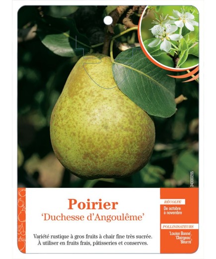 POIRIER ‘DUCHESSE D’ANGOULÊME’ *