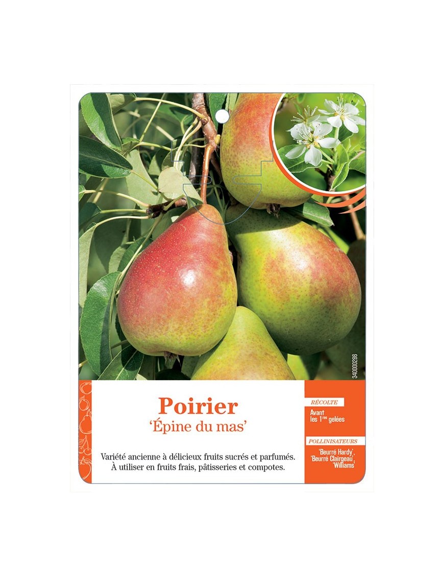 POIRIER ‘ÉPINE DU MAS’ *