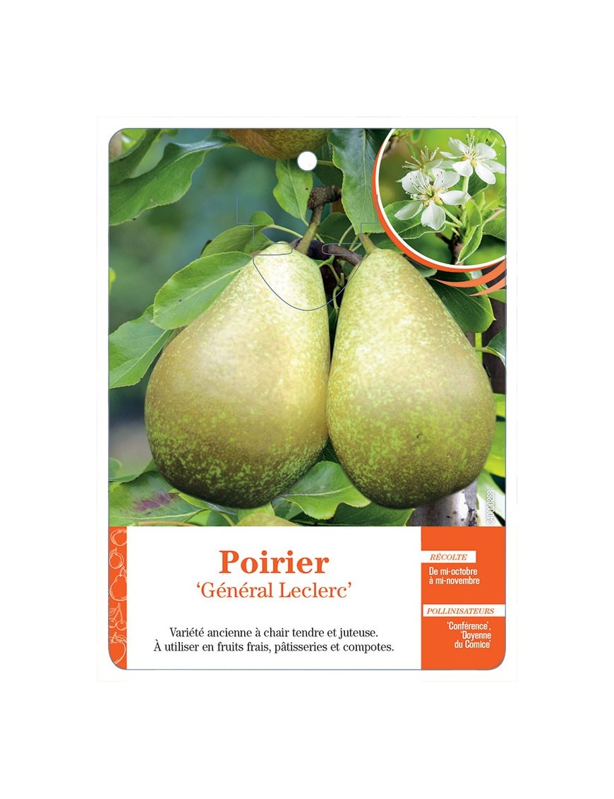 POIRIER ‘GÉNÉRAL LECLERC’ *