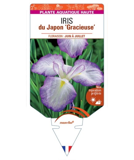 IRIS ensata Gracieuse voir IRIS du Japon