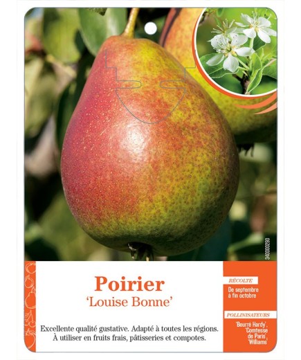 POIRIER ‘LOUISE BONNE’