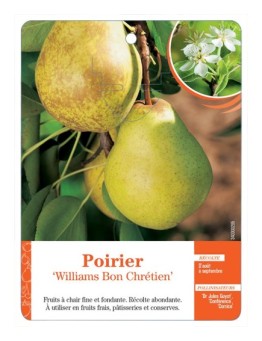 POIRIER ‘WILLIAMS BON CHRÉTIEN’
