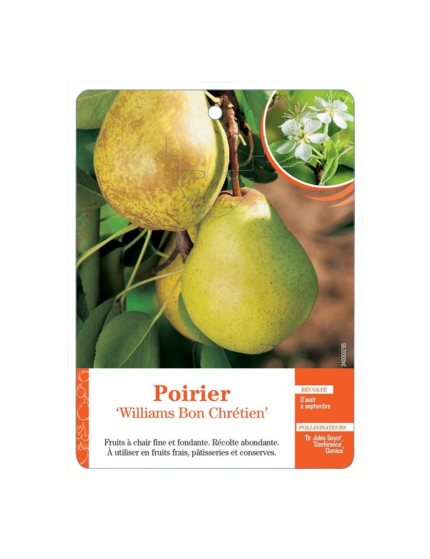 POIRIER ‘WILLIAMS BON CHRÉTIEN’