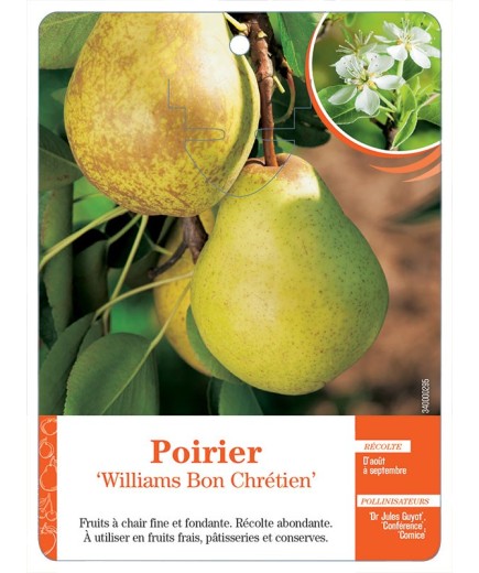 POIRIER ‘WILLIAMS BON CHRÉTIEN’