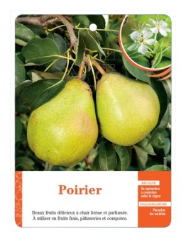 POIRIER (SANS NOM)