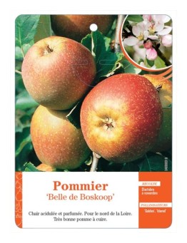 POMMIER ‘BELLE DE BOSKOOP’