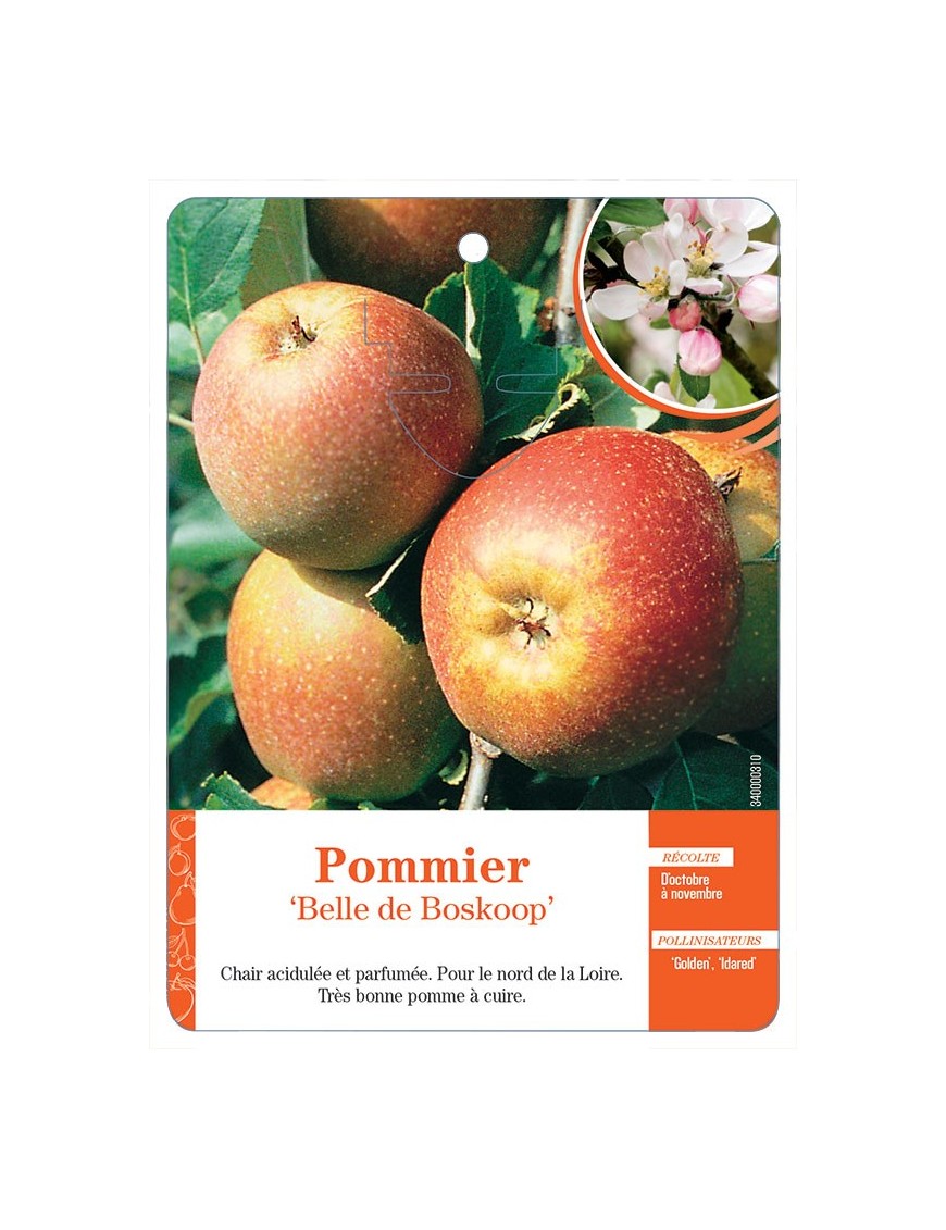 POMMIER ‘BELLE DE BOSKOOP’
