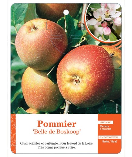 POMMIER ‘BELLE DE BOSKOOP’