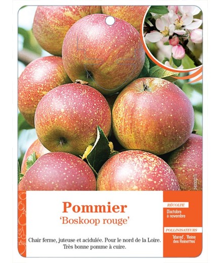 POMMIER ‘BOSKOOP ROUGE’