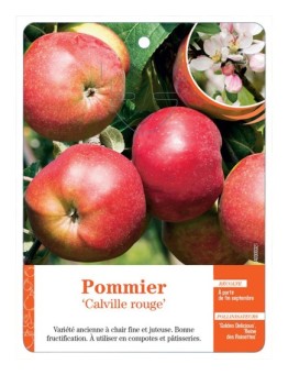 POMMIER ‘CALVILLE ROUGE’ *