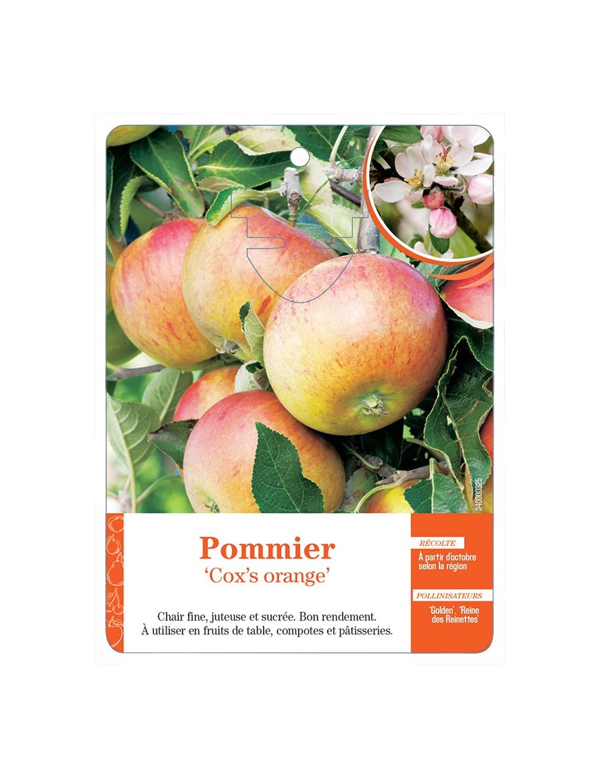 POMMIER ‘COX’S ORANGE’