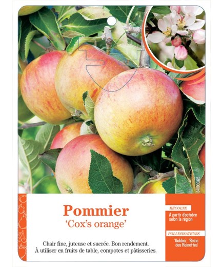 POMMIER ‘COX’S ORANGE’
