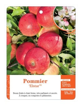 POMMIER ‘ELSTAR’®