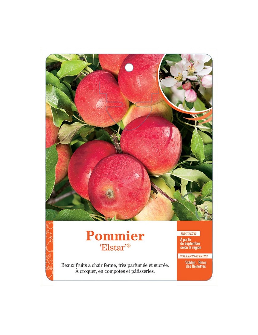 POMMIER ‘ELSTAR’®