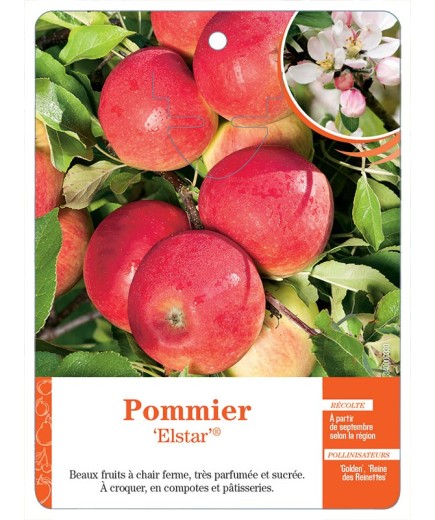 POMMIER ‘ELSTAR’®