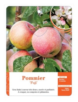 POMMIER ‘FUJI’